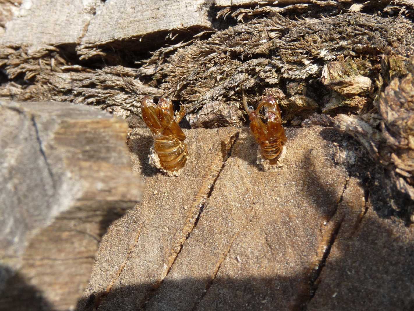 Sono calabroni? No. Lepidotteri Sesiidae in accoppiamento